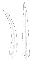 Pyrrhobryum mnioides subsp. contortum, leaves. Drawn from T.W.N. Beckett s.n., 1900, CHR 517001.
 Image: R.C. Wagstaff © Landcare Research 2016 